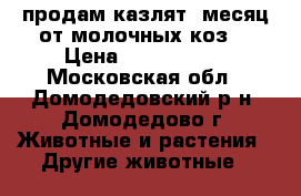 продам казлят 1месяц от молочных коз. › Цена ­ 5000-8000 - Московская обл., Домодедовский р-н, Домодедово г. Животные и растения » Другие животные   